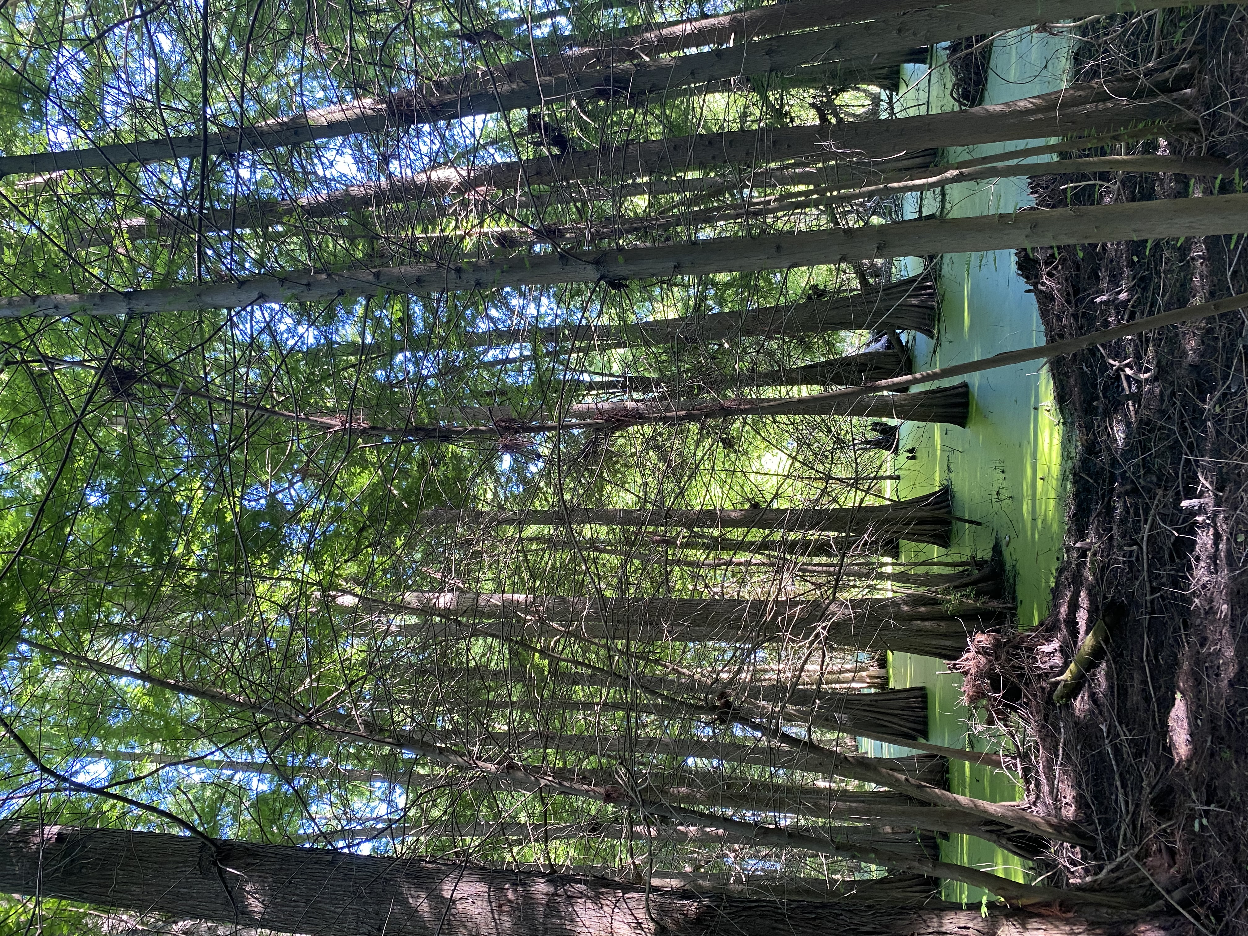 Bald cypresses in Algeria