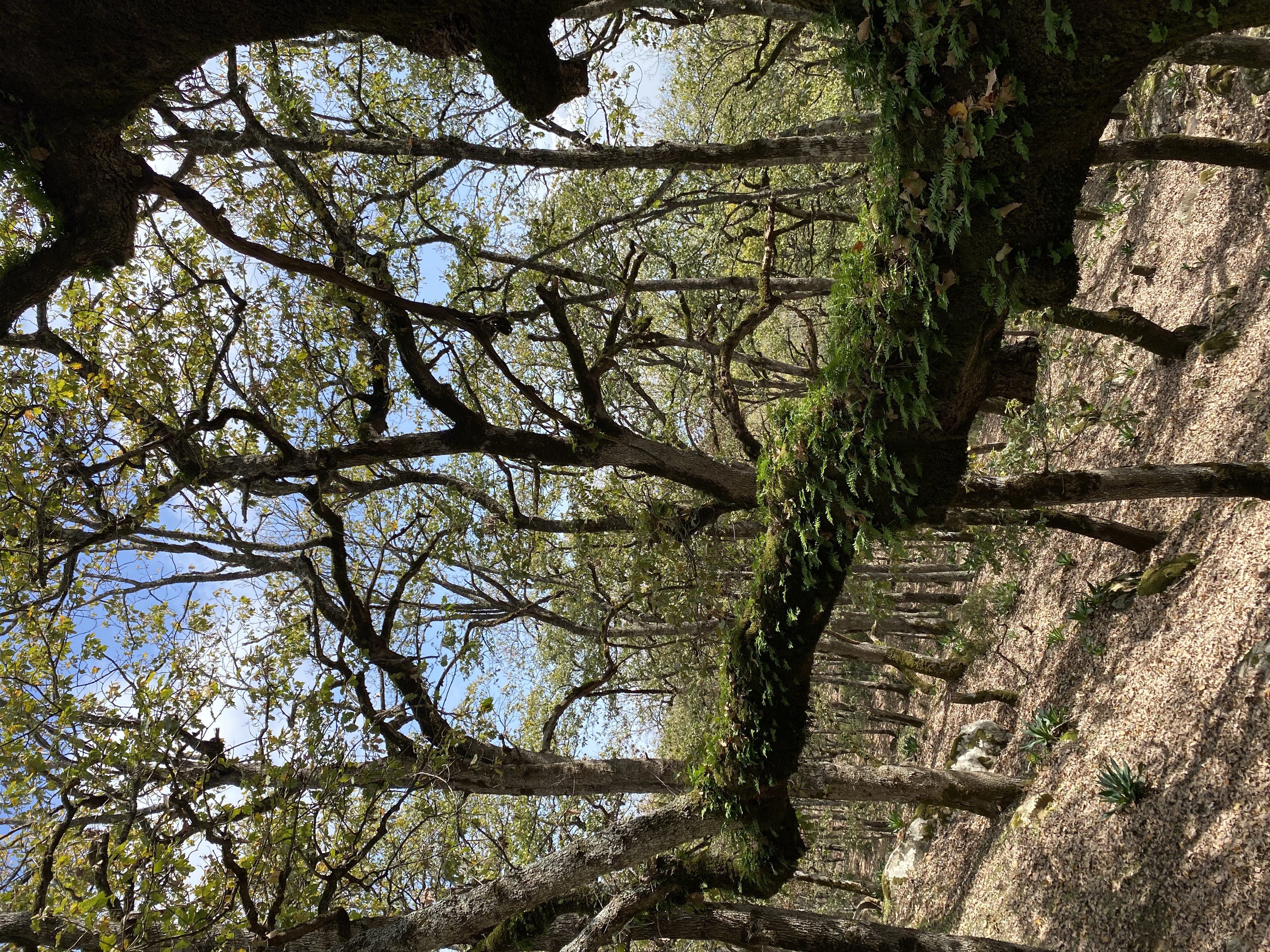 Feija Oak Forest