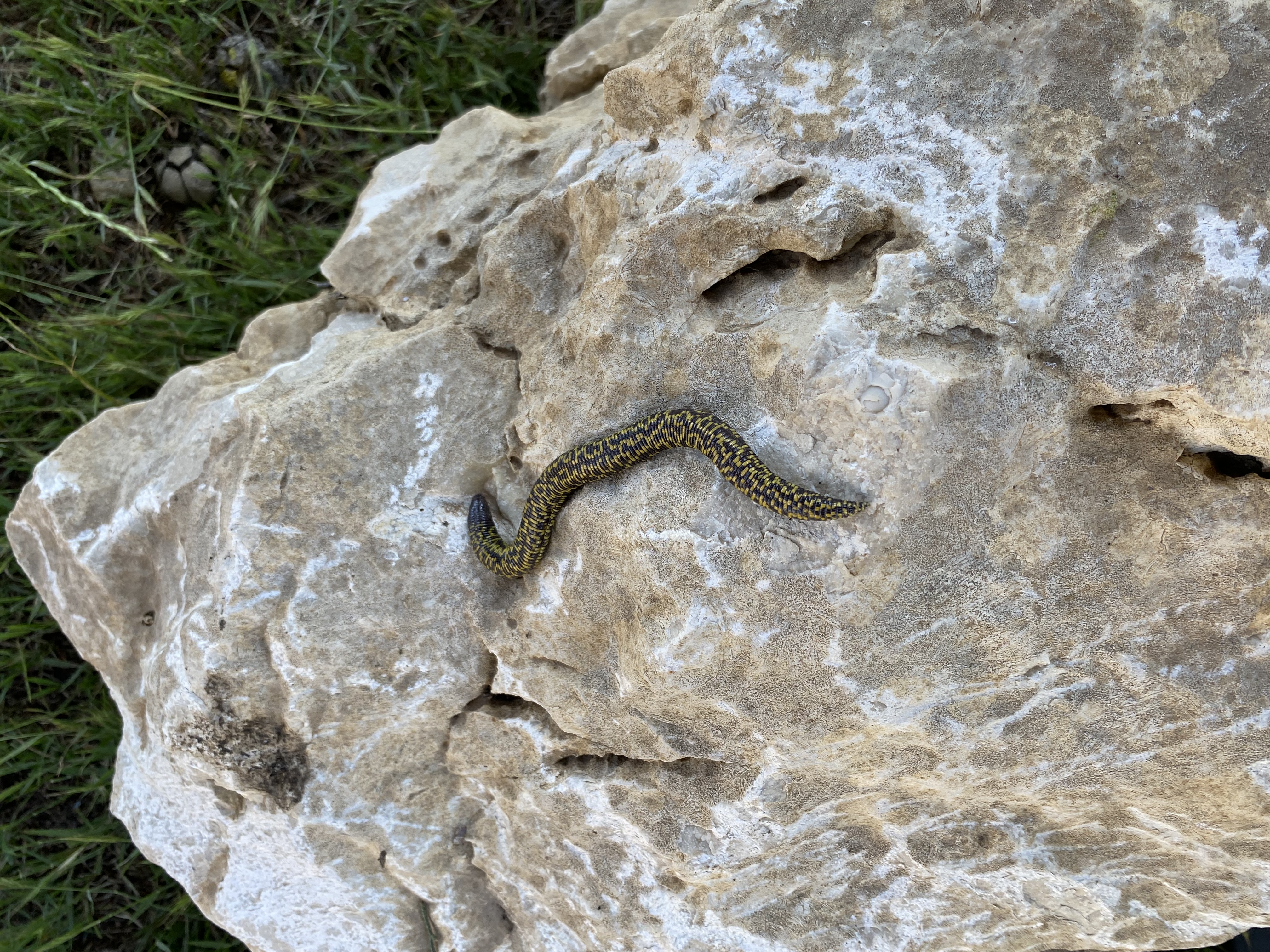 Worm Lizard Discovery