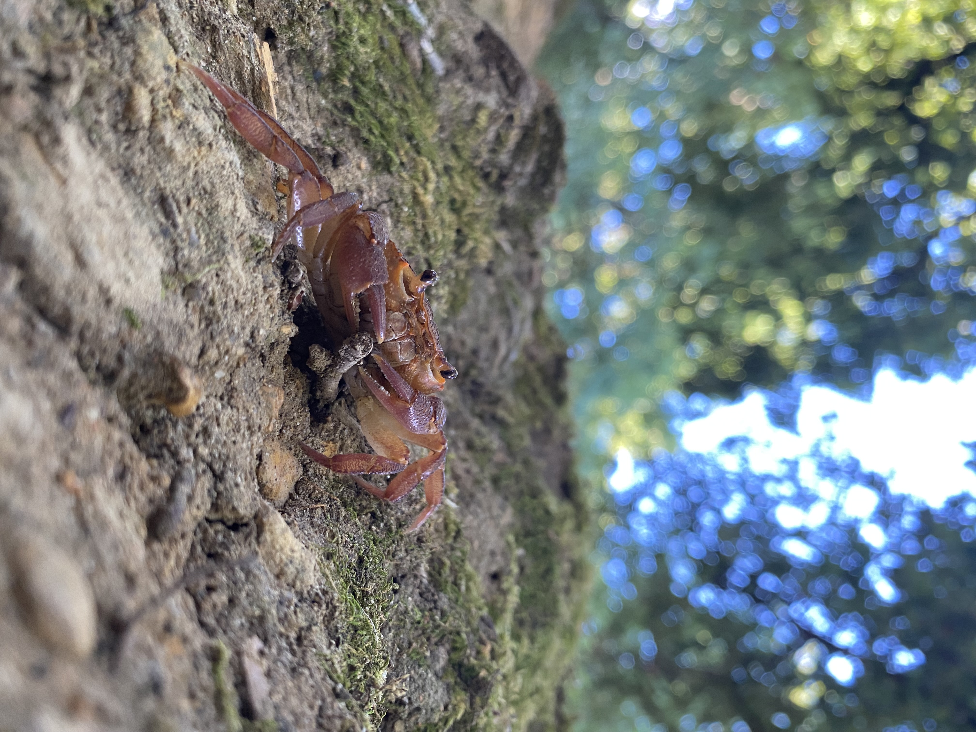 Freshwater crab