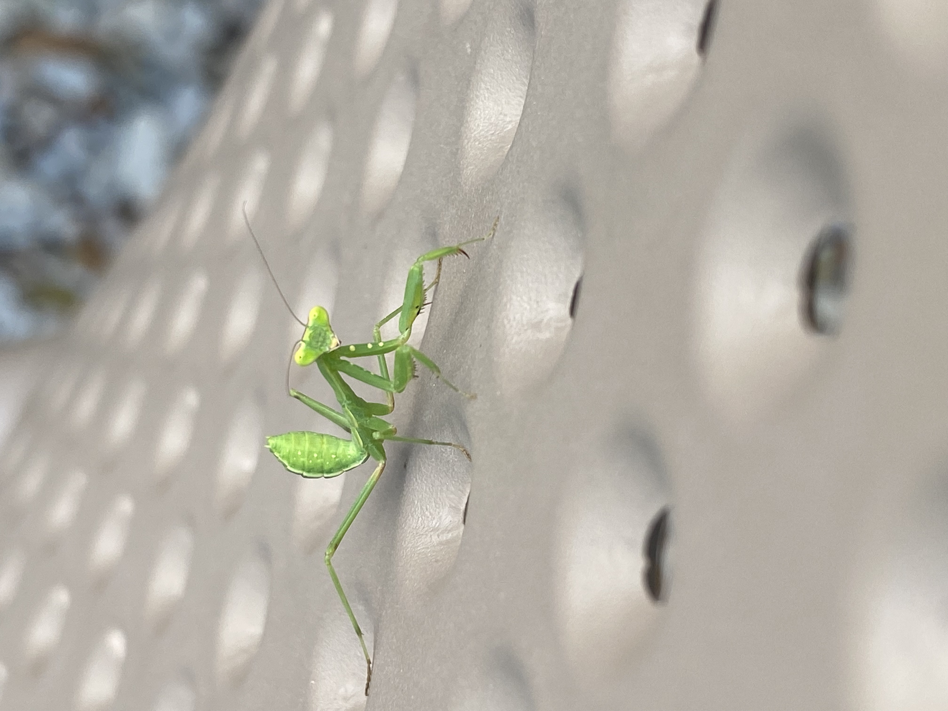 Juvenile mantis