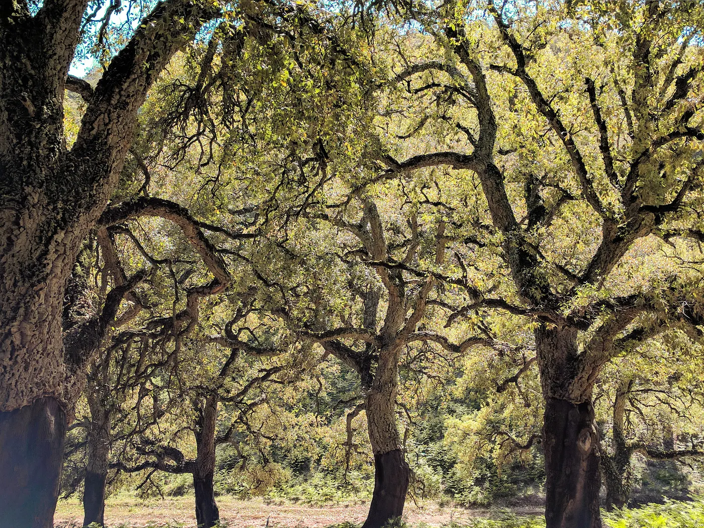 Reforestation in Tunisia — A False Environmental Prophecy