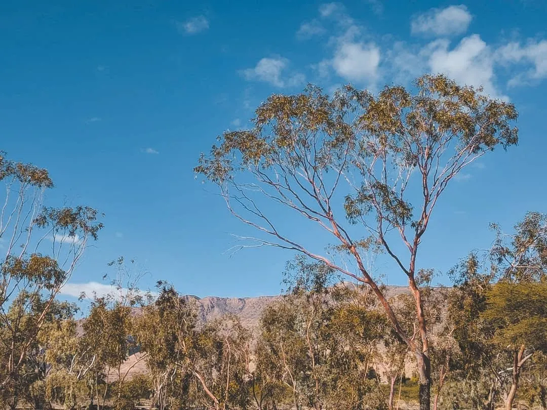 Eucalyptus trees in Bouhedma National Park