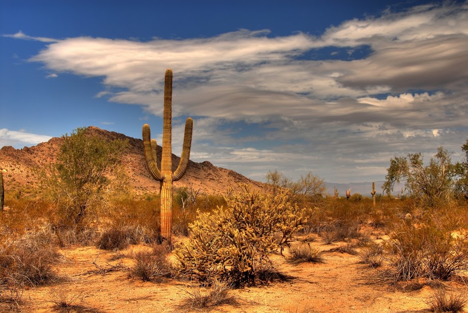 Field Notes: Desert Biodiversity Monitoring in Anza-Borrego