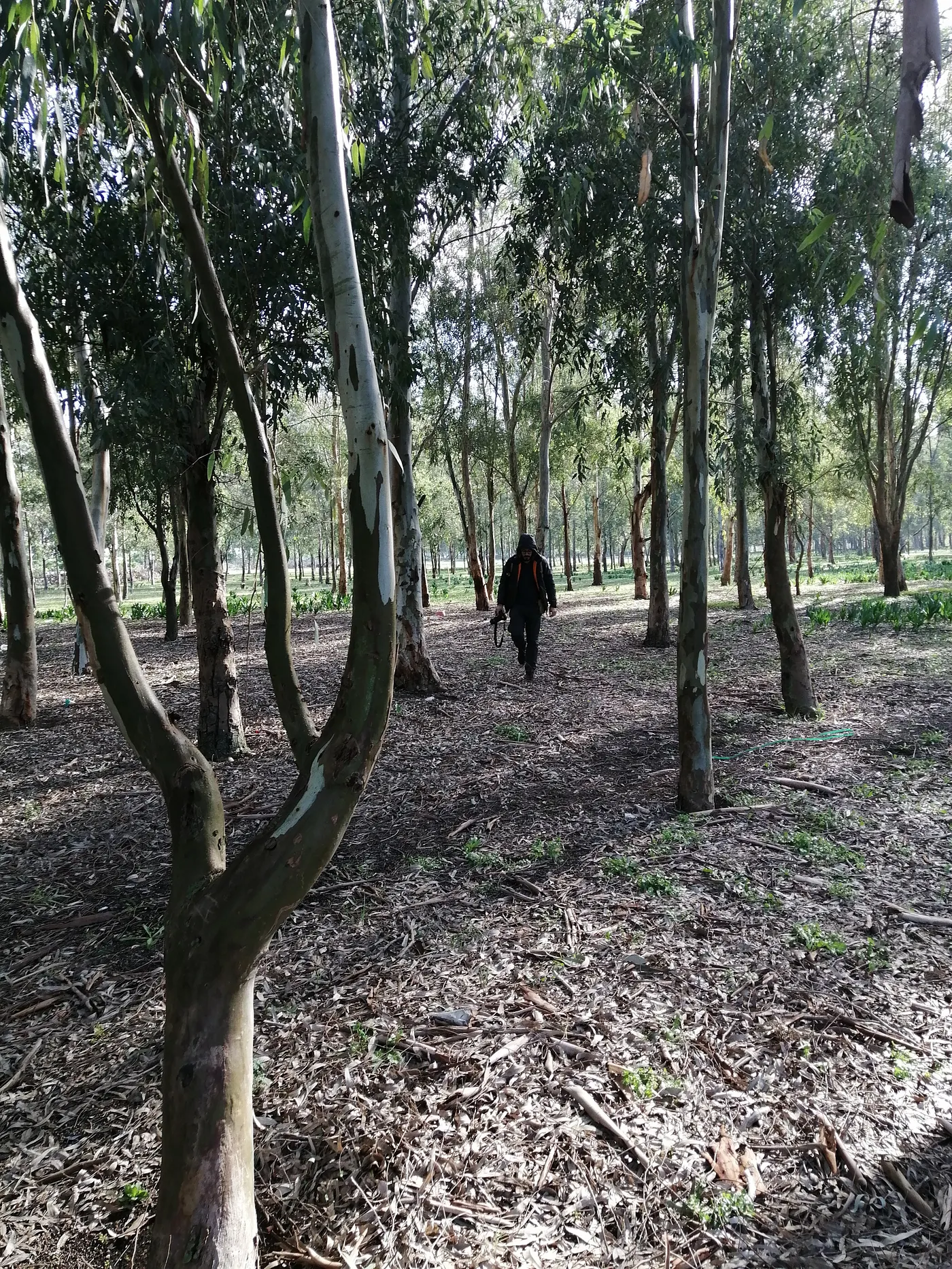 Eucalyptus forest without understory