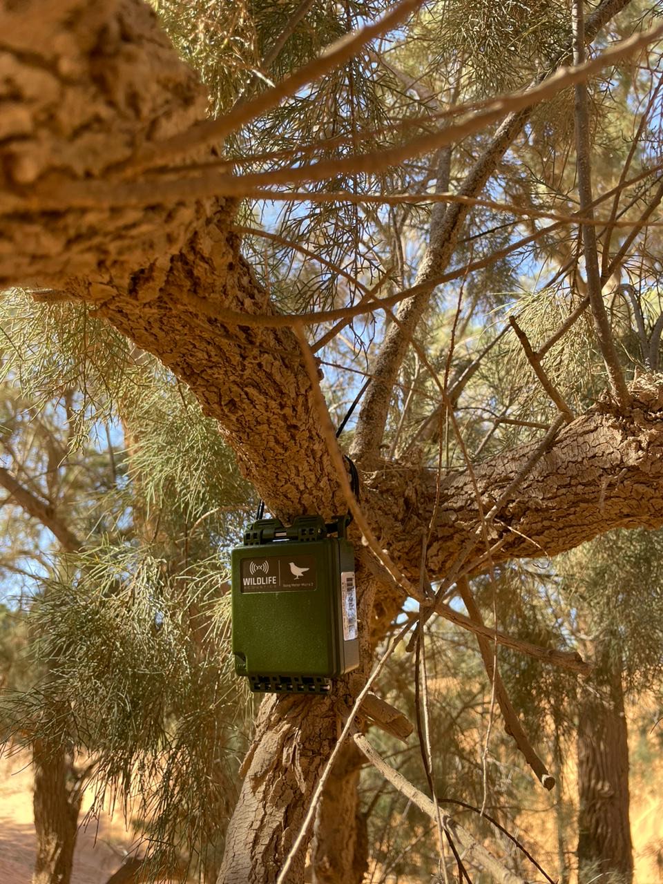 AudioMoth autonomous recorder mounted on Acacia raddiana
